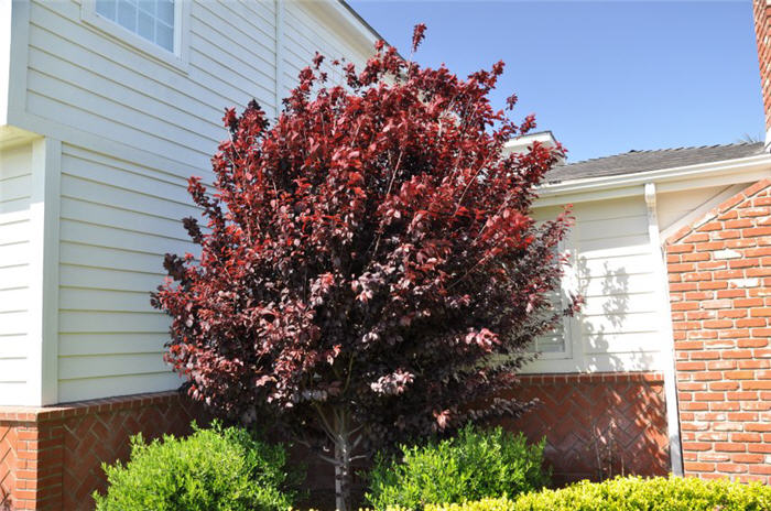 Krauter Vasuvius Flowering Plum