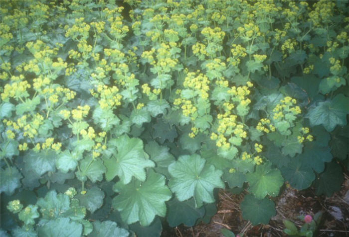 Plant photo of: Alchemilla mollis