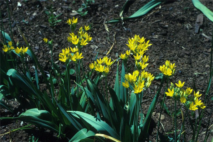 Plant photo of: Allium moly 'Edgar Kline'