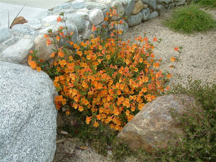 Pumpkin Monkey Flower