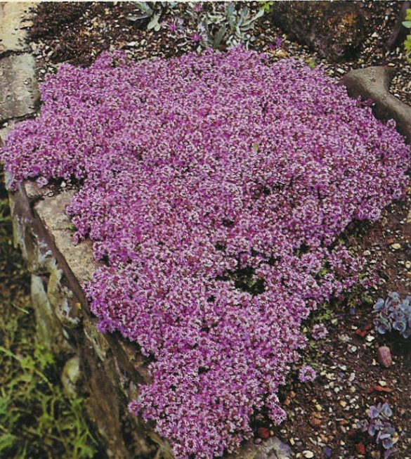 Plant photo of: Thymus serpyllum