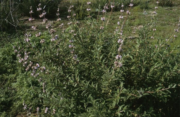 Salvia 'Allen Chickering'