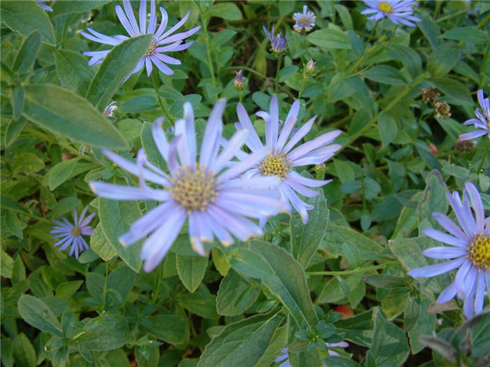 Aster X frikartii