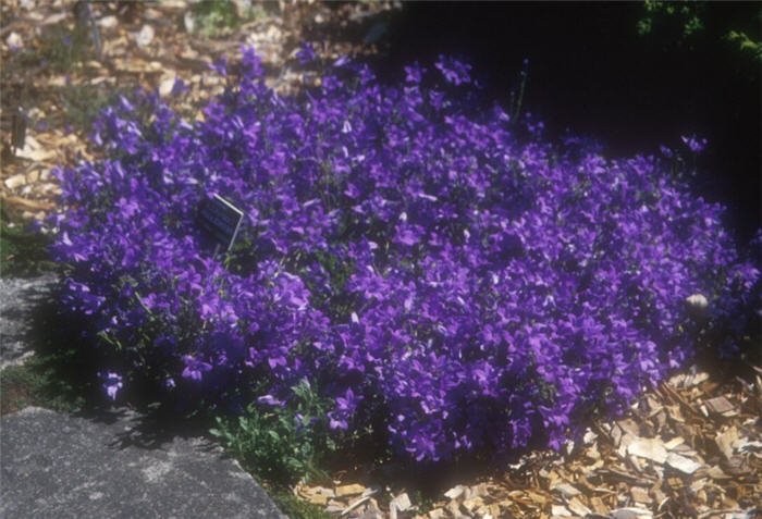 Campanula portenschlagiana