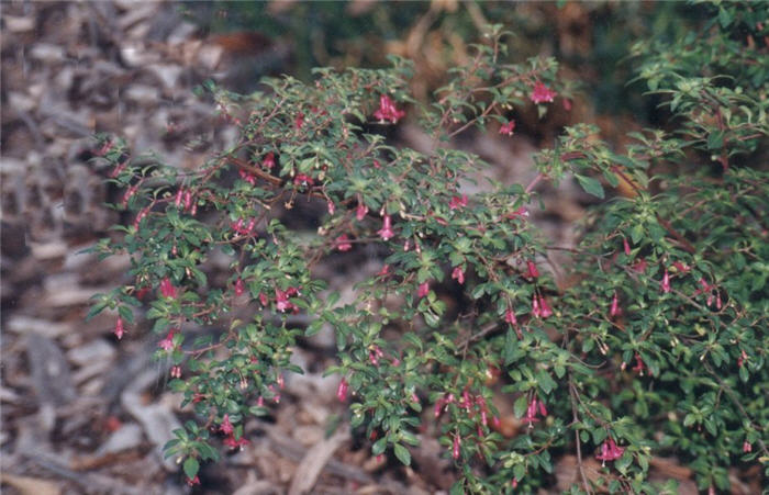 Thyme Leafed Fuchsia