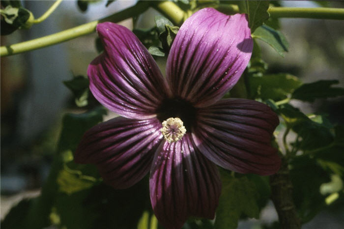 Island Tree Mallow