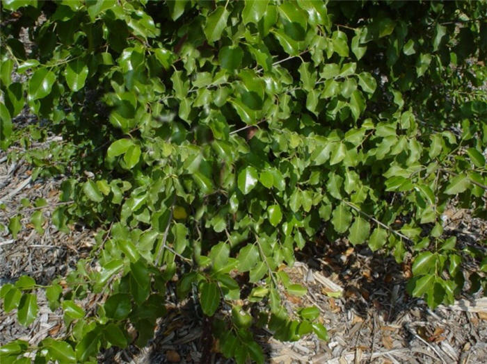 Prunus ilicifolia ilicfolia