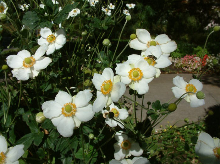 Japanese anemone