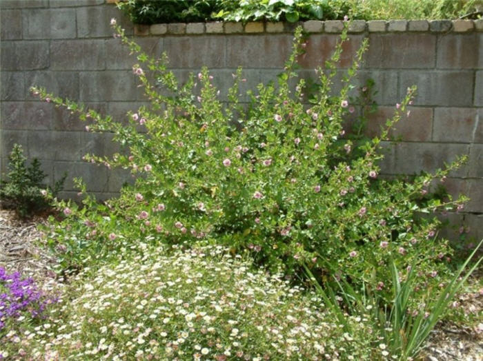 Anisodontea X hypomandarum