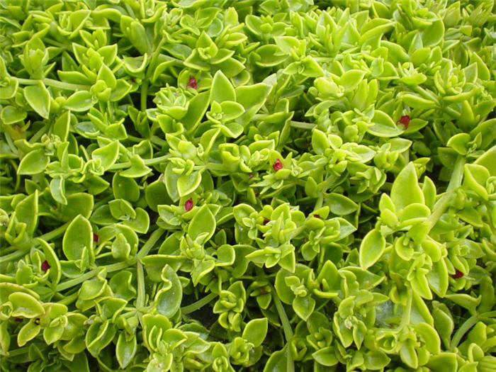 Red Apple Ice Plant, Aptenia