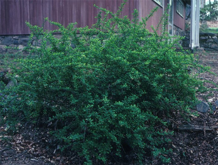 Plant photo of: Berberis thunbergii