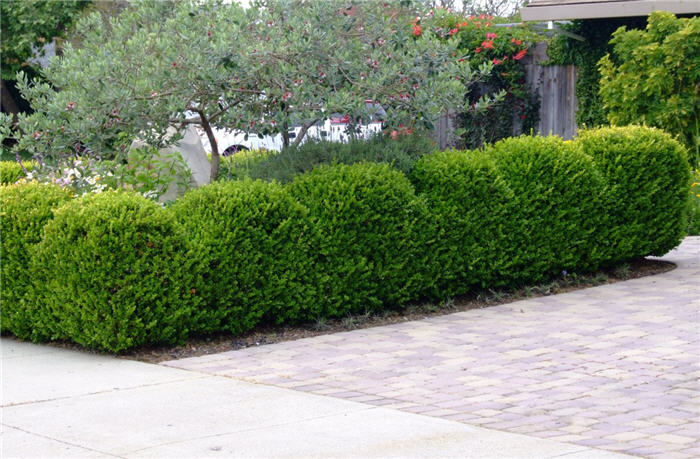 Japanese Boxwood