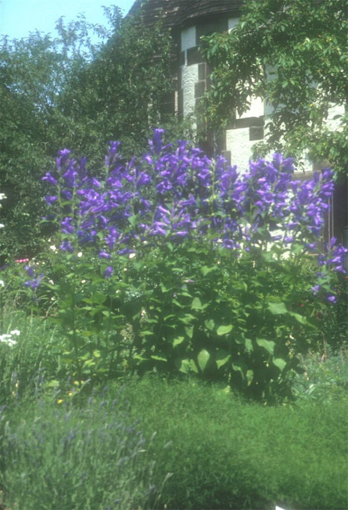 Great Bellflower