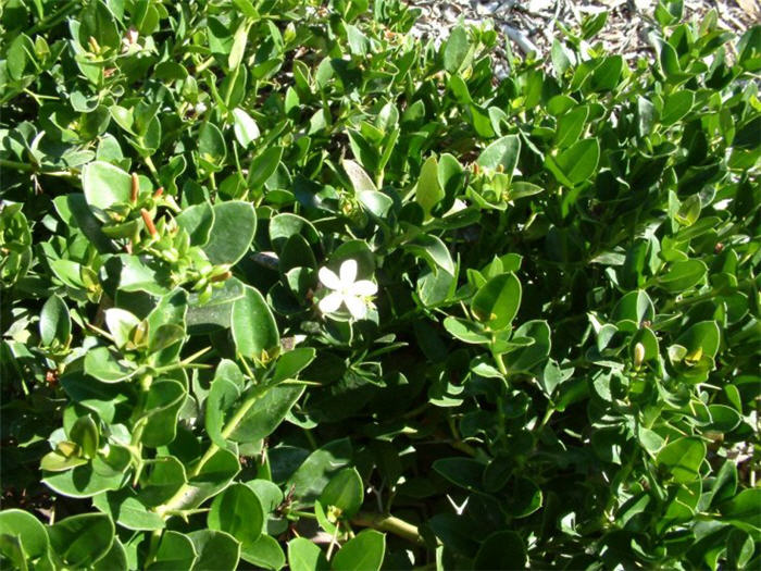 Carissa macrocarpa 'Prostrata'