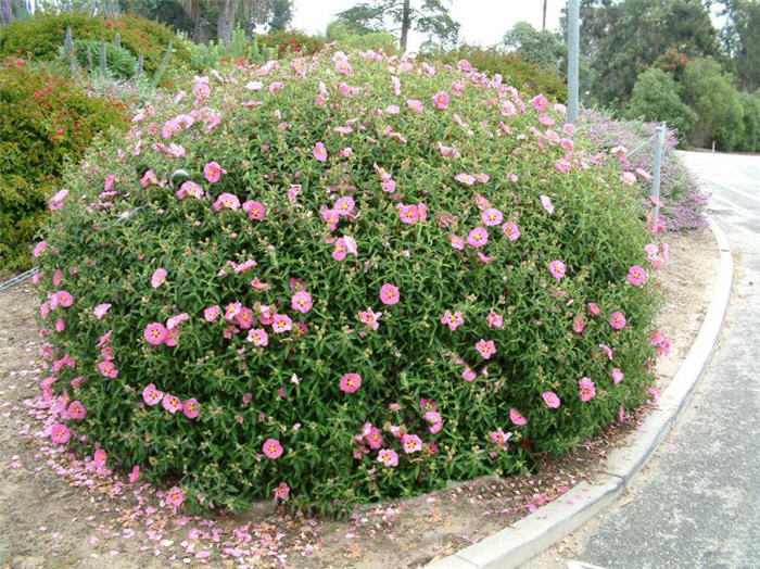 Plant photo of: Cistus X purpureus