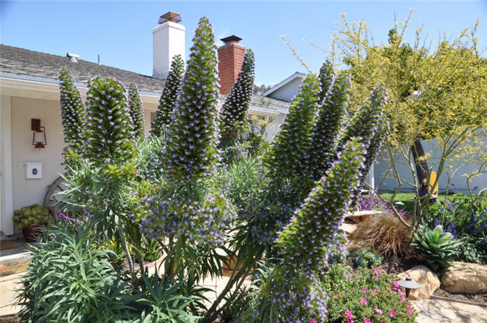 Plant photo of: Echium candicans