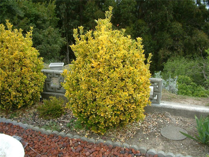 Euonymus japonicus 'Aureo-Marginata'