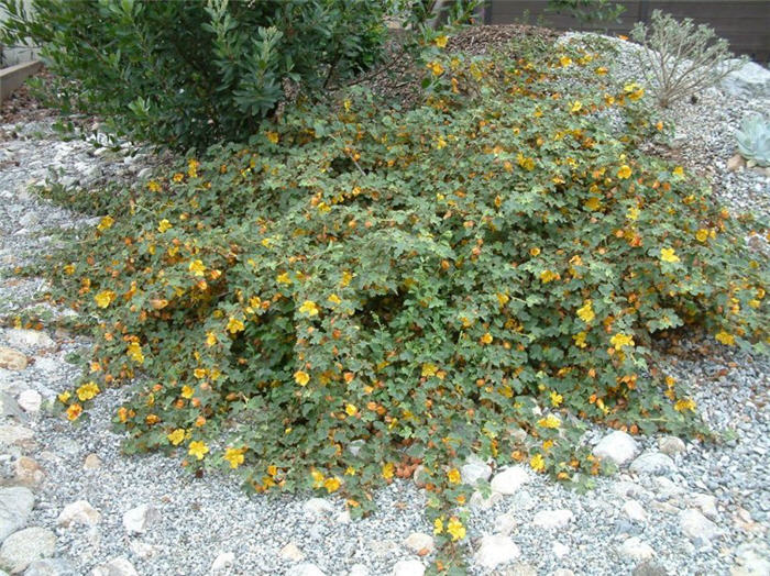 Fremontodendron californicum ssp. decumb