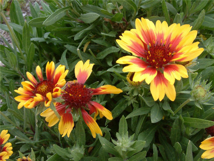 Blanket flower