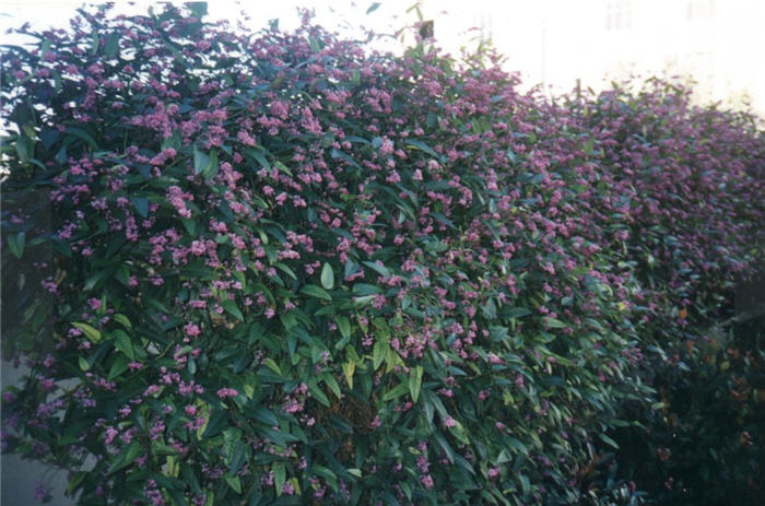 Hardenbergia violacea 'Rosea'