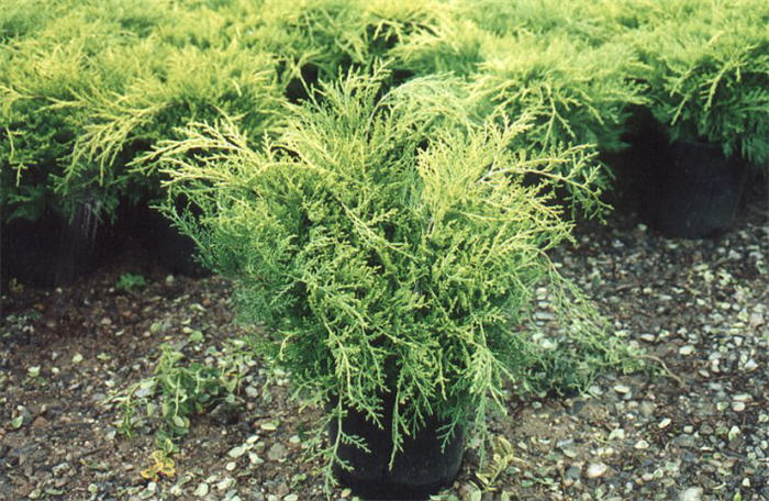 Gold Coast Juniper