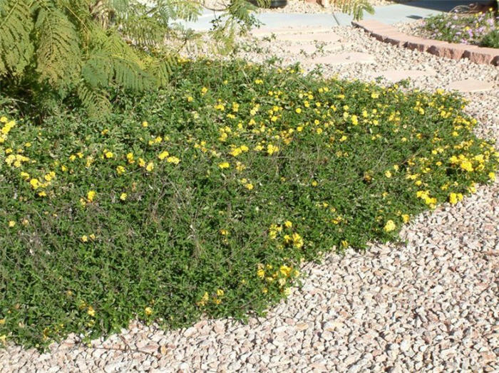 Trailing Yellow Lantana