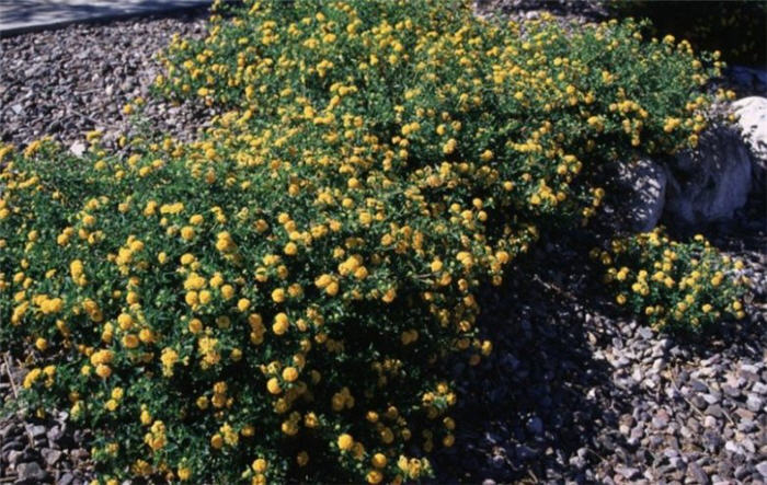 Lantana 'New Gold'