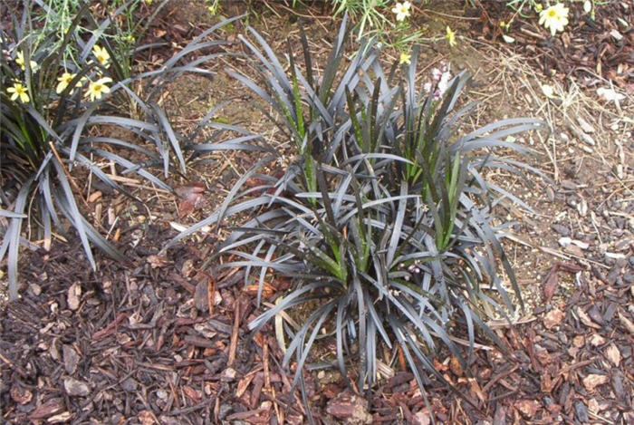 Ophiopogon planiscapus 'Nigrescens'