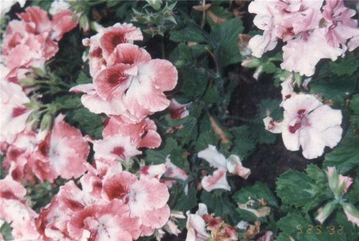 Plant photo of: Pelargonium X domesticum