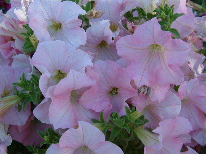 Petunia X hybrida