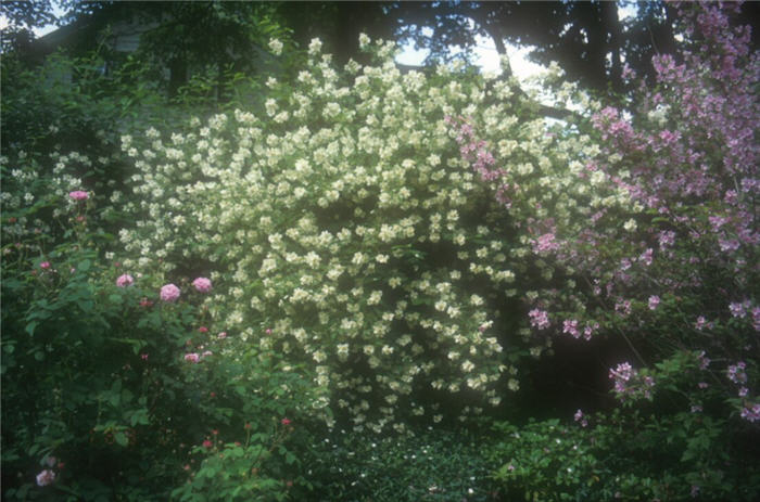 Philadelphus X virginalis