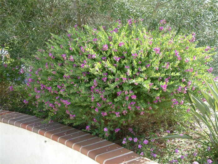 Sweet-Pea Shrub