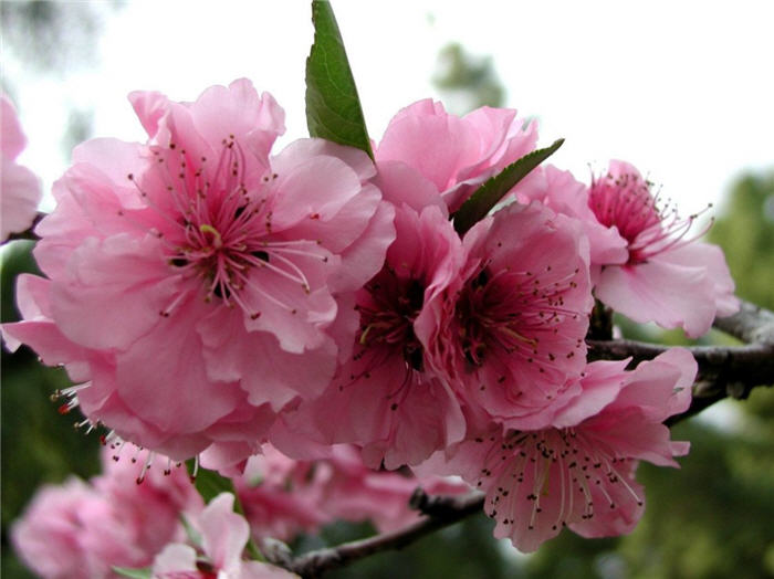 Plant photo of: Prunus X blireiana