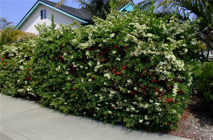 Pyracantha koidzumii 'Santa Cruz'