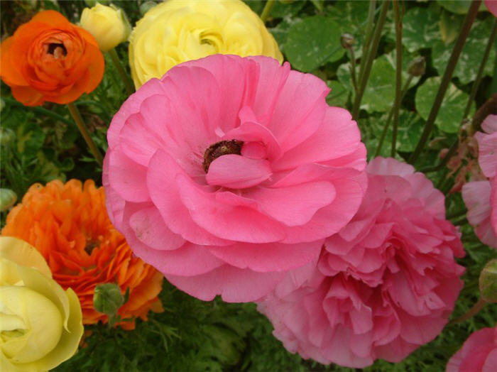 Ranunculus