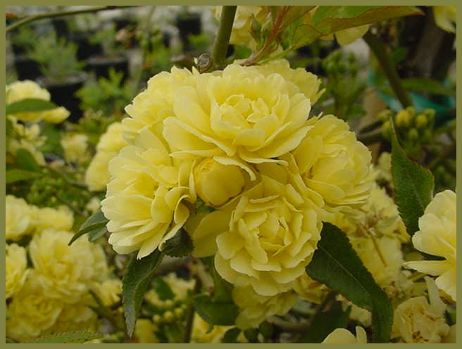 Yellow Lady Banks'  Rose