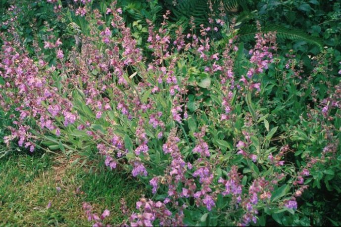 Salvia officinalis