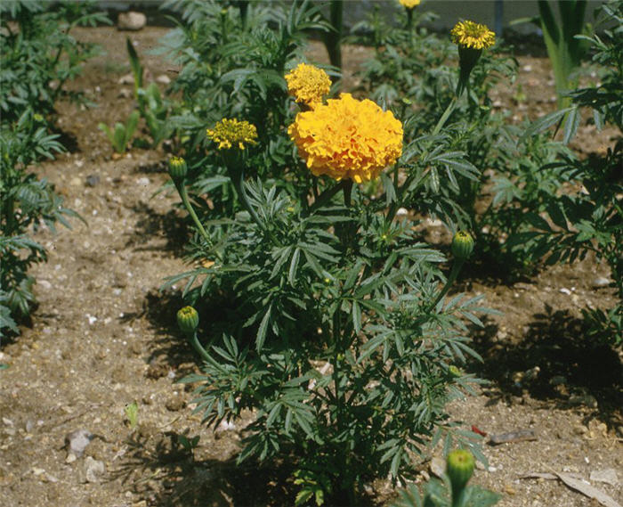 Plant photo of: Tagetes erecta