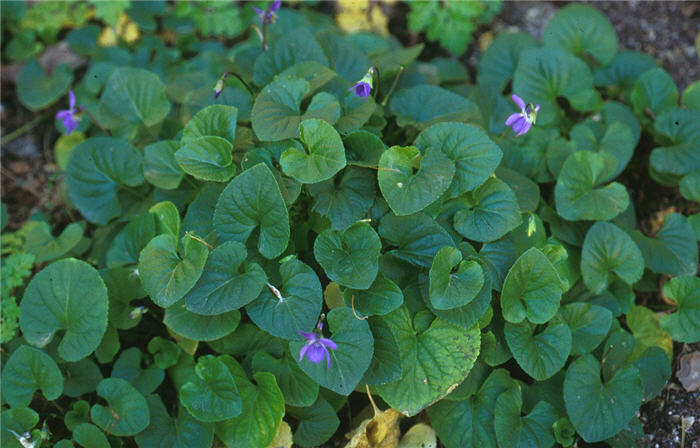 Plant photo of: Viola odorata