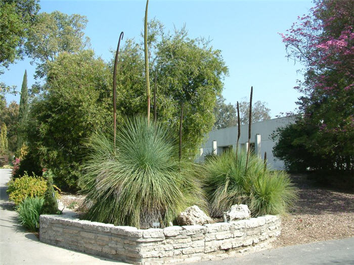 Plant photo of: Xanthorrhoea quadrangulata