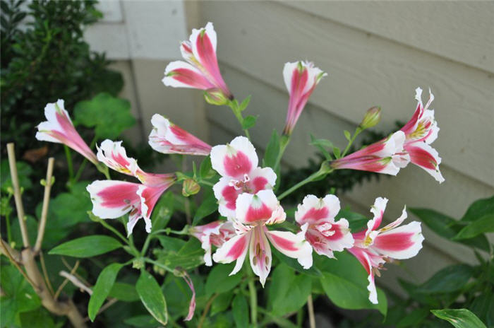 Plant photo of: Alstroemeria hybrids