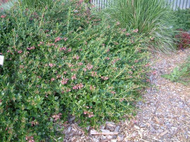 Escallonia 'Terri'