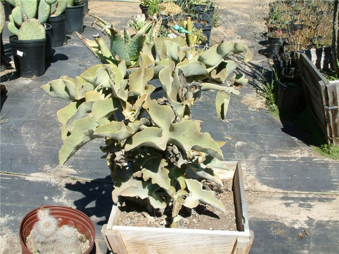 Kalanchoe beharensis