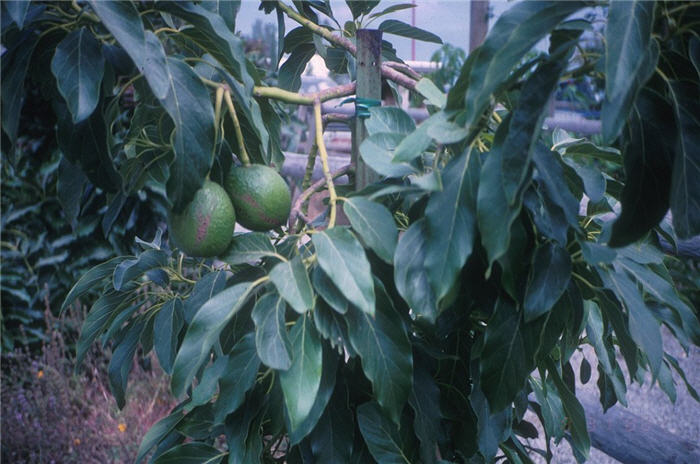 Avocado, Palta