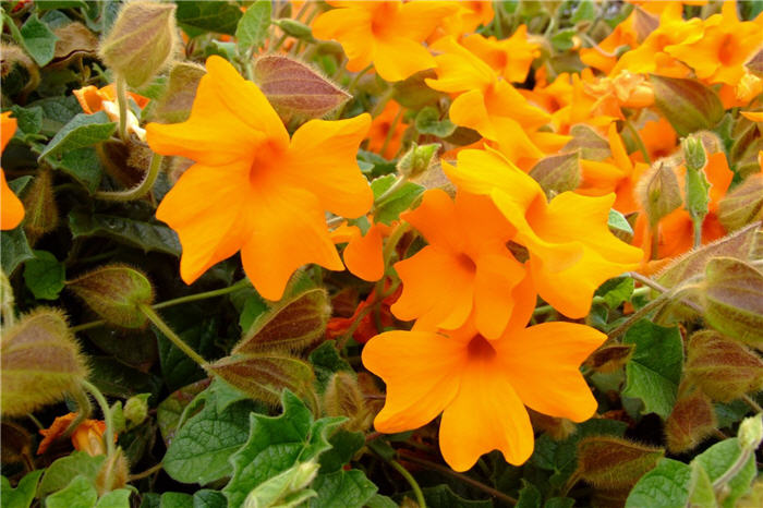 Plant photo of: Thunbergia gregorii