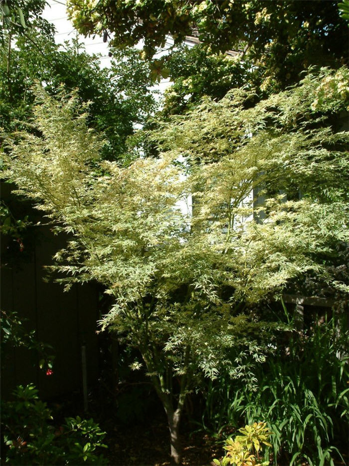 Acer palmatum 'Butterfly'