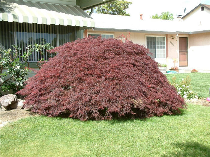 Crimson Queen Japanese Maple