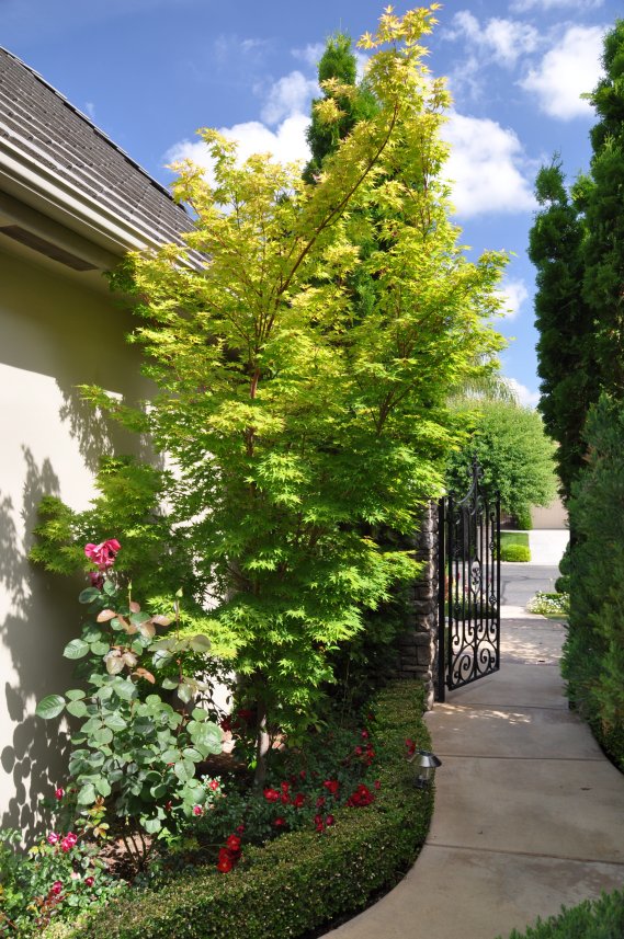 Plant photo of: Acer palmatum 'Sango Kaku'