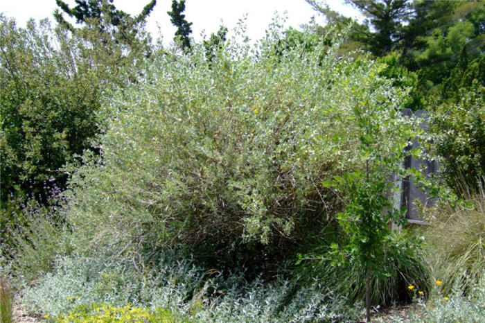 Plant photo of: Atriplex lentiformis breweri