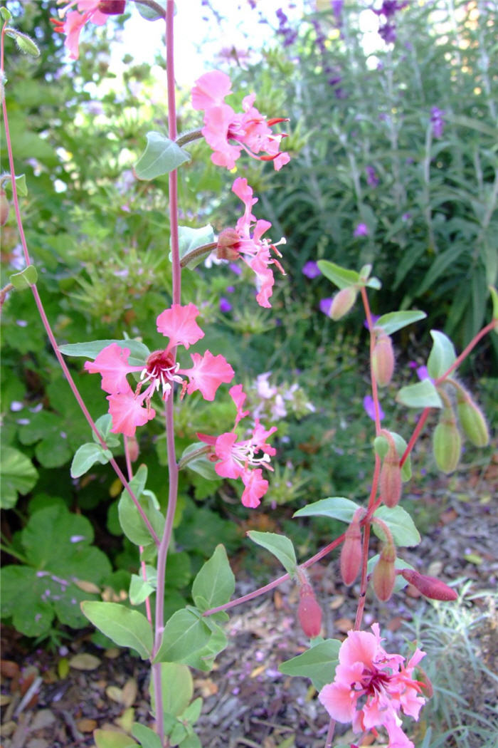 Clarkia unguiculata